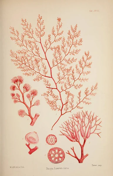 藻類のイラスト ハーヴェイ ウィリアム ウィリアム ヘンリー ロンドン リーブの兄弟 1847 1849 — ストック写真