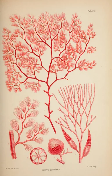 Ilustração Algas Harvey William William Henry Londres Reeve Brothers 1847 — Fotografia de Stock