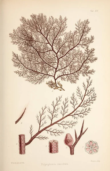 Illustration Alger Harvey William William Henry London Reeve Bröder 1847 — Stockfoto