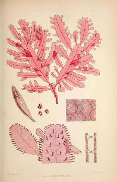 조류의 그림입니다 윌리엄 윌리엄 1847 1849 — 스톡 사진