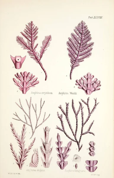 海藻的例证 Brothers 1847 1849 — 图库照片