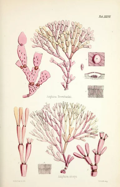 Yosun Illustration. Harvey, William H. (William Henry). Londra: Reeve kardeşler, 1847-1849.