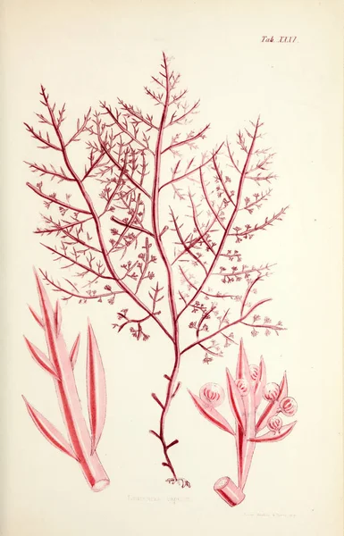 Ilustración Algas Harvey William William Henry Londres Reeve Brothers 1847 —  Fotos de Stock