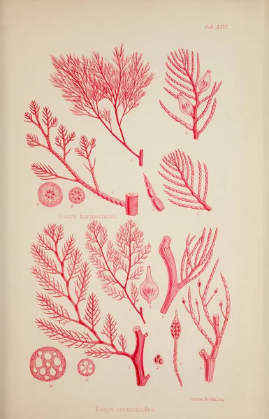 Ilustración Algas Harvey William William Henry Londres Reeve Brothers 1847 — Foto de Stock