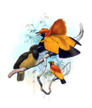 Bir monografi Paradiseidae veya cennet kuşları.