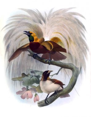 Bir monografi Paradiseidae veya cennet kuşları.