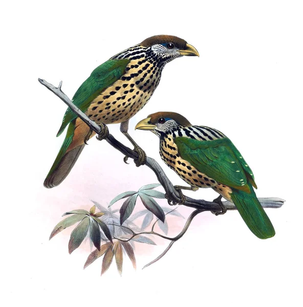 Paradiseidae や鳥の楽園のモノグラフ — ストック写真