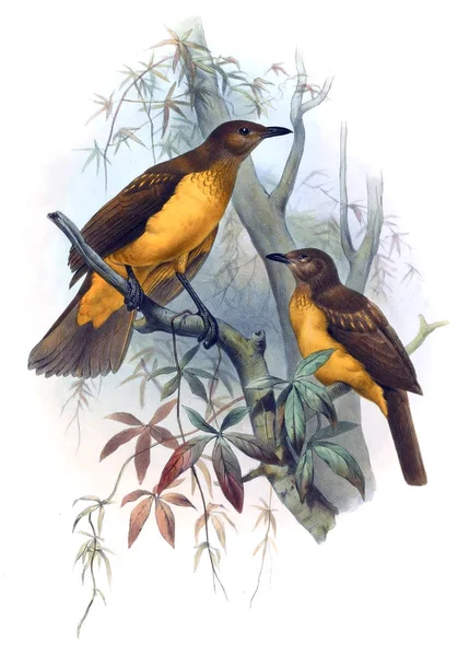 Una Monografía Los Paradiseidae Aves Del Paraíso — Foto de Stock