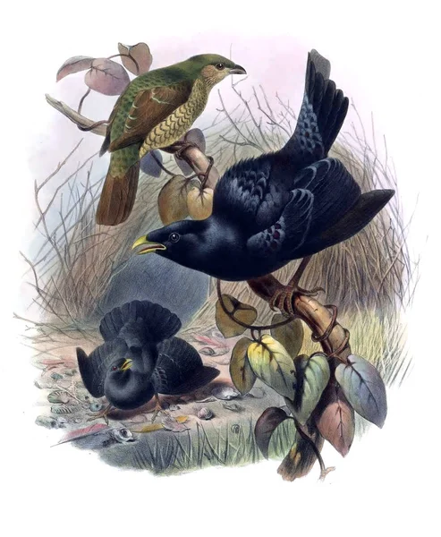 Bir Monografi Paradiseidae Veya Cennet Kuşları — Stok fotoğraf
