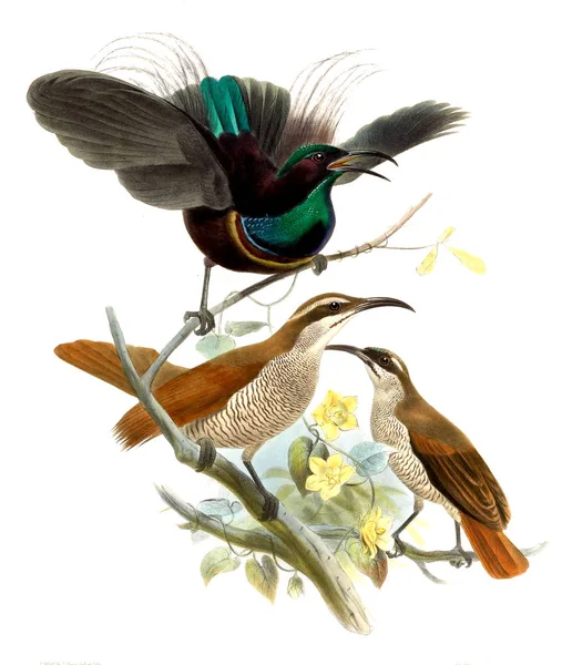 Μονογραφία Του Paradiseidae Πουλιά Του Παραδείσου — Φωτογραφία Αρχείου