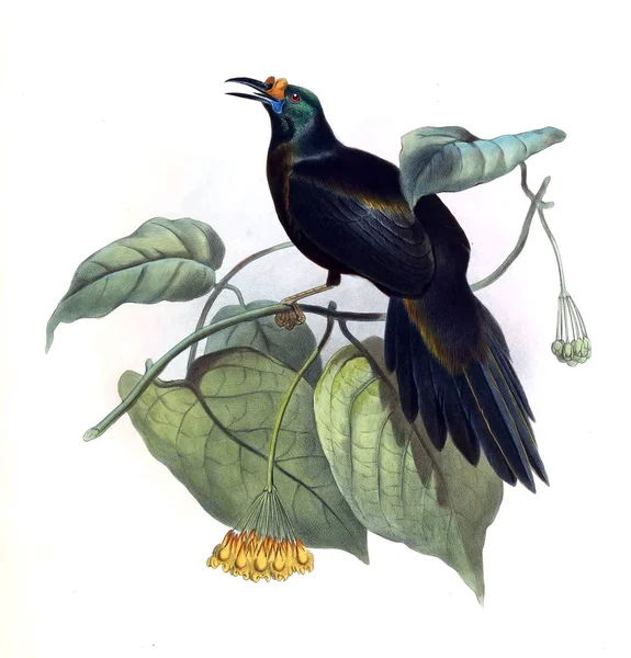 Uma Monografia Dos Paradiseidae Aves Paraíso — Fotografia de Stock
