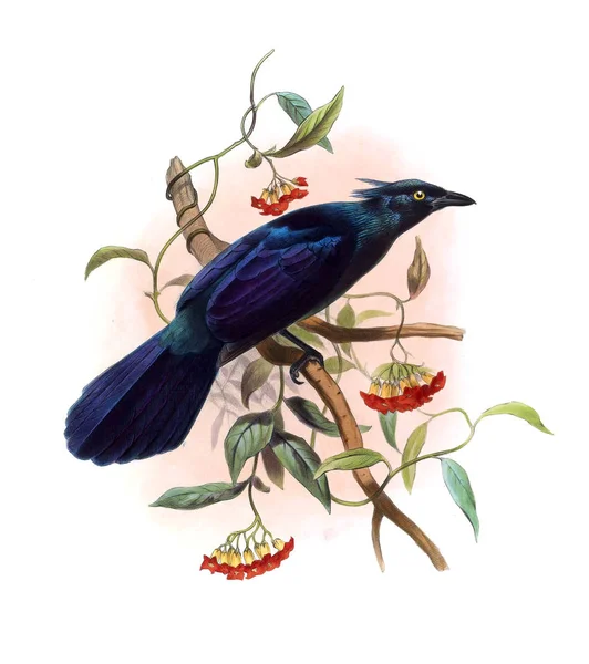 Una Monografía Los Paradiseidae Aves Del Paraíso —  Fotos de Stock