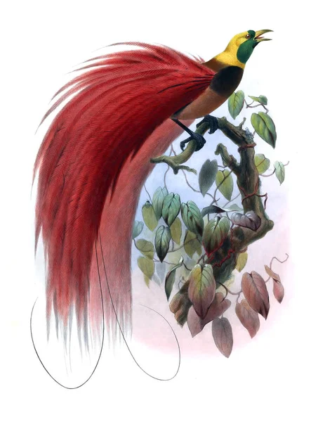 Μονογραφία Του Paradiseidae Πουλιά Του Παραδείσου — Φωτογραφία Αρχείου