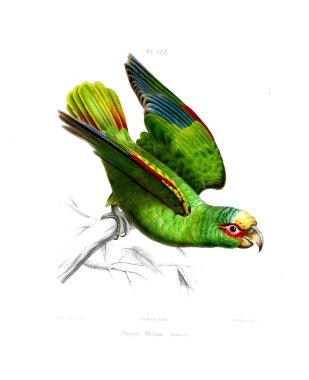 Illustration of a parrot. Iconographie des perroquets : non figures dans les publications de Levaillant et de M. Bourjot Saint-Hilaire