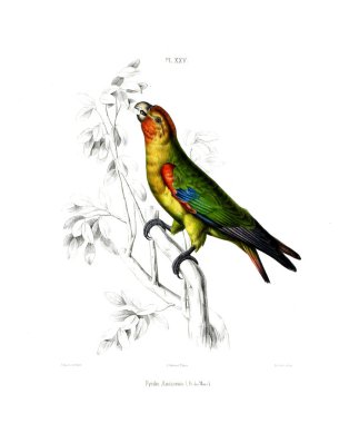 Illustration of a parrot. Iconographie des perroquets : non figures dans les publications de Levaillant et de M. Bourjot Saint-Hilaire