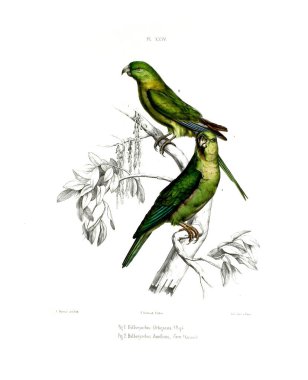 Illustration of a parrot. Iconographie des perroquets : non figures dans les publications de Levaillant et de M. Bourjot Saint-Hilaire