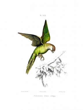 Illustration of a parrot. Iconographie des perroquets : non figures dans les publications de Levaillant et de M. Bourjot Saint-Hilaire