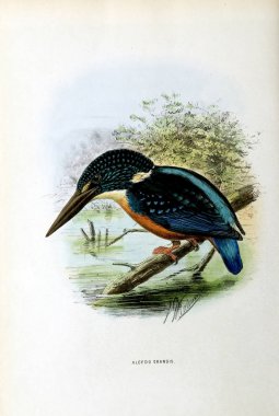 Eski bir resim. Bir egzotik kuş çizimi.