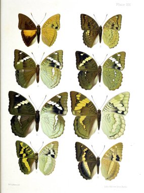 İllüstrasyon kelebek. Eski bir resim.