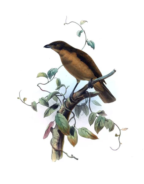 Paradiseidae や鳥の楽園のモノグラフ — ストック写真