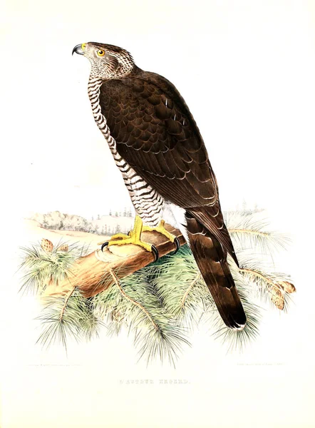 Иллюстрация Птицы Соколиное Дерево Traite Fabconnerie — стоковое фото