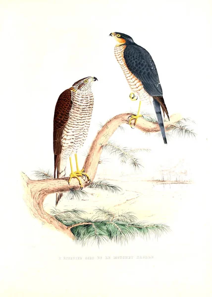 Illustration Oiseau Falconry Traite Fauconnerie — Photo