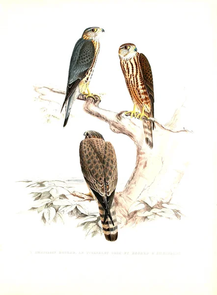 Иллюстрация Птицы Соколиное Дерево Traite Fabconnerie — стоковое фото