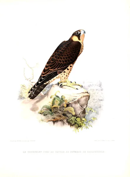 Illustration Oiseau Falconry Traite Fauconnerie — Photo