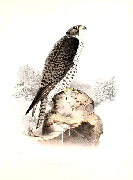 Ілюстрація Птах Соколине Полювання Traite Fauconnerie — стокове фото