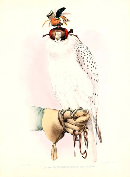 Ilustración Pájaro Cetrería Traite Fauconnerie — Foto de Stock