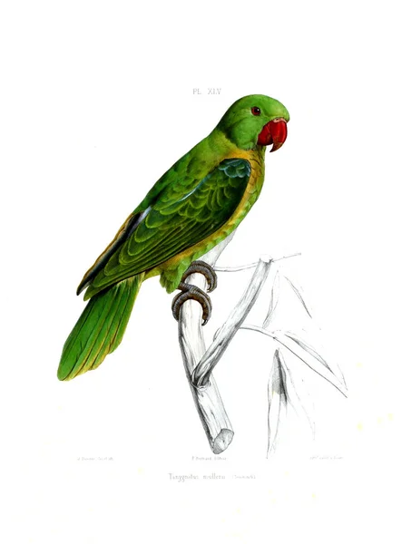 Illustration Parrot Iconographie Des Perroquets Non Figures Dans Les Publications — Stock Fotó