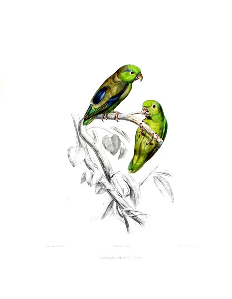 Ilustração Papagaio Iconographie Des Perroquets Non Figures Dans Les Publications — Fotografia de Stock