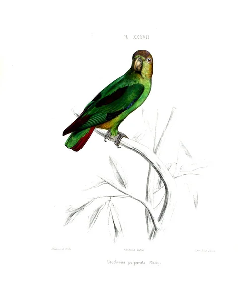 Illustration Parrot Iconographie Des Perroquets Non Figures Dans Les Publications — ストック写真