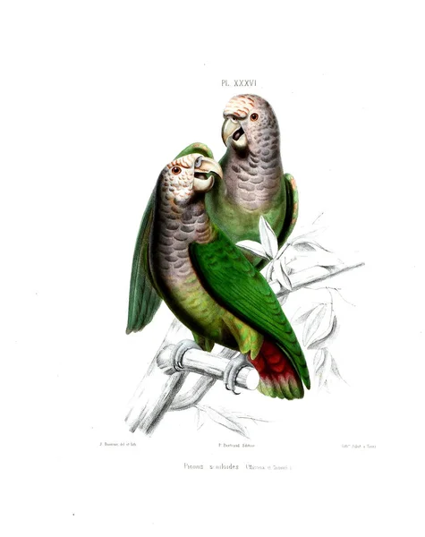 Illustration Parrot Iconographie Des Perroquets Non Figures Dans Les Publications — Φωτογραφία Αρχείου