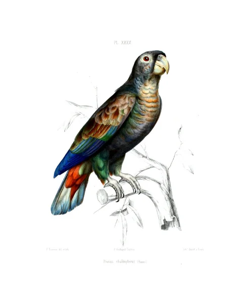 Illustration Parrot Iconographie Des Perroquets Non Figures Dans Les Publications — Zdjęcie stockowe