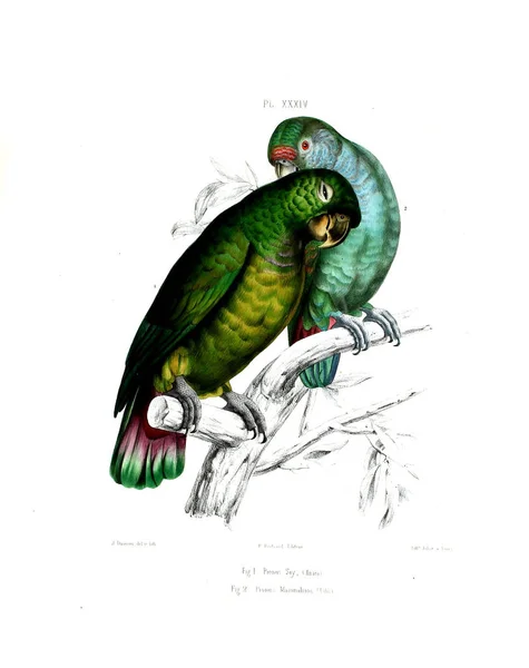 Illustration Parrot Iconographie Des Perroquets Non Figures Dans Les Publications — ストック写真