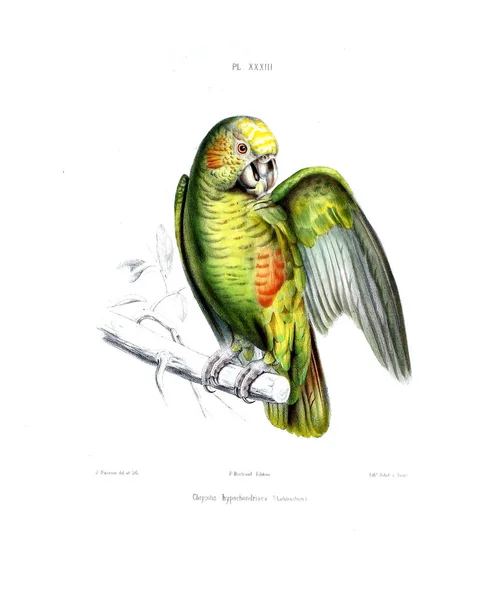 Illustration Parrot Iconographie Des Perroquets Non Figures Dans Les Publications — ストック写真