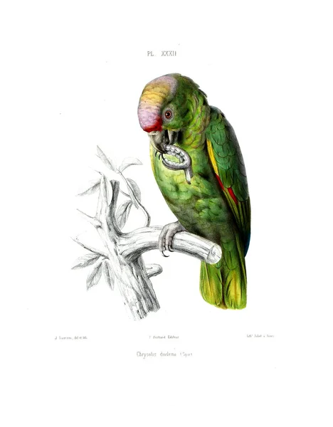 Illustration Parrot Iconographie Des Perroquets Non Figures Dans Les Publications — Stockfoto