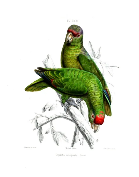 Illustration Parrot Iconographie Des Perroquets Non Figures Dans Les Publications — Stock Fotó