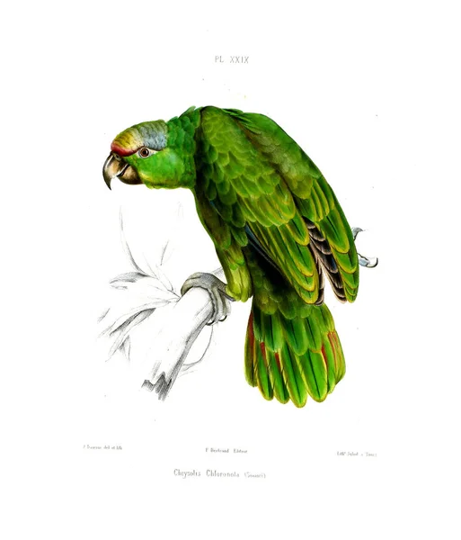 Illustration Parrot Iconographie Des Perroquets Non Figures Dans Les Publications — ストック写真