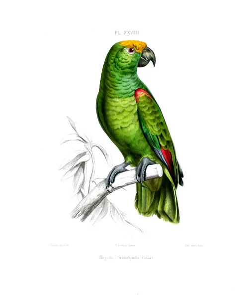 Illustration Eines Papageis Iconographie Des Perroquets Non Figures Dans Les — Stockfoto