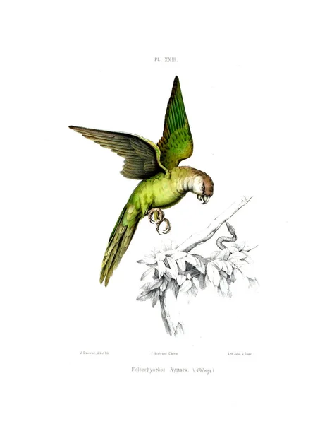 Illustration Parrot Iconographie Des Perroquets Non Figures Dans Les Publications — Stok fotoğraf