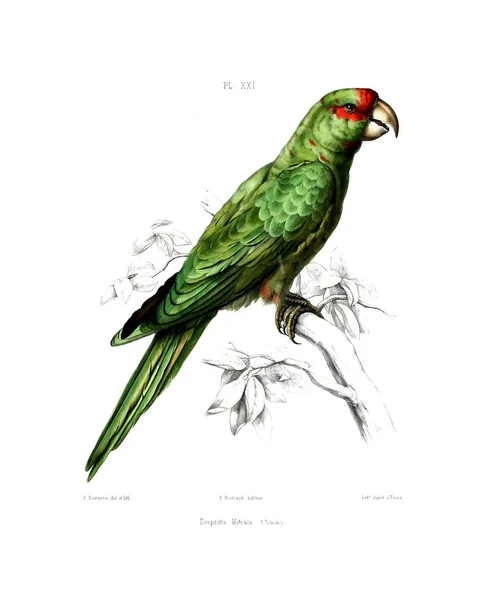 Illustration Parrot Iconographie Des Perroquets Non Figures Dans Les Publications — ストック写真