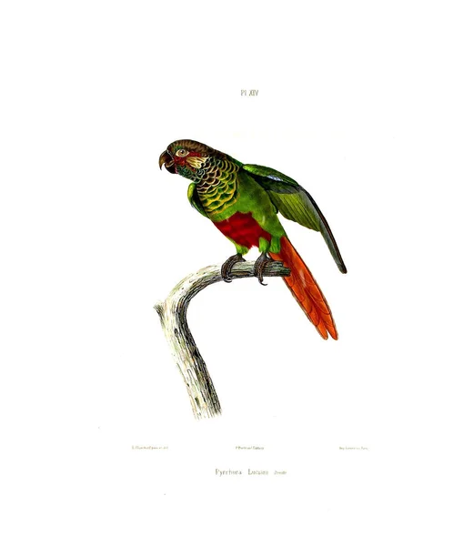 Illustration Parrot Iconographie Des Perroquets Non Figures Dans Les Publications — Stock Fotó