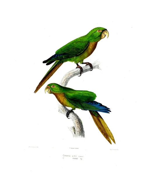 Illustration Parrot Iconographie Des Perroquets Non Figures Dans Les Publications — Stock Photo, Image
