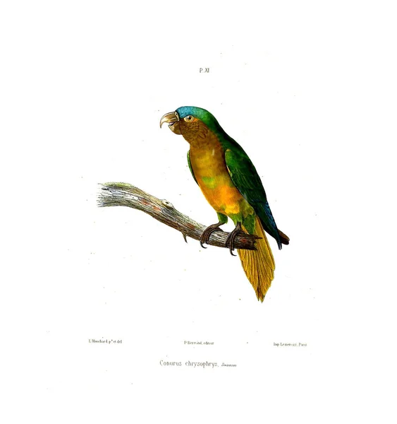 Illustration Parrot Iconographie Des Perroquets Non Figures Dans Les Publications — ストック写真