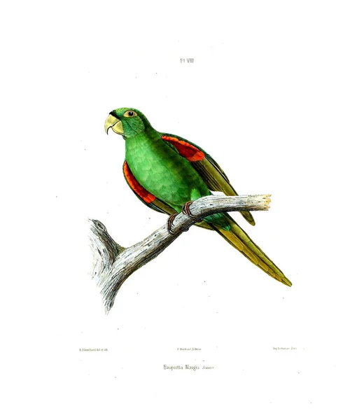 Illustration Eines Papageis Iconographie Des Perroquets Non Figures Dans Les — Stockfoto