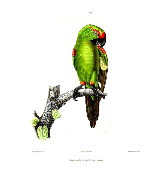 Illustration Parrot Iconographie Des Perroquets Non Figures Dans Les Publications — стокове фото