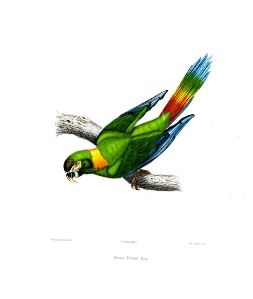 Иллюстрация Попугая Iconohbedes Perroquets Non Figures Dans Les Publications Levaillant — стоковое фото