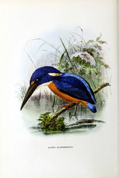 Ein Altes Bild Illustration Eines Exotischen Vogels — Stockfoto